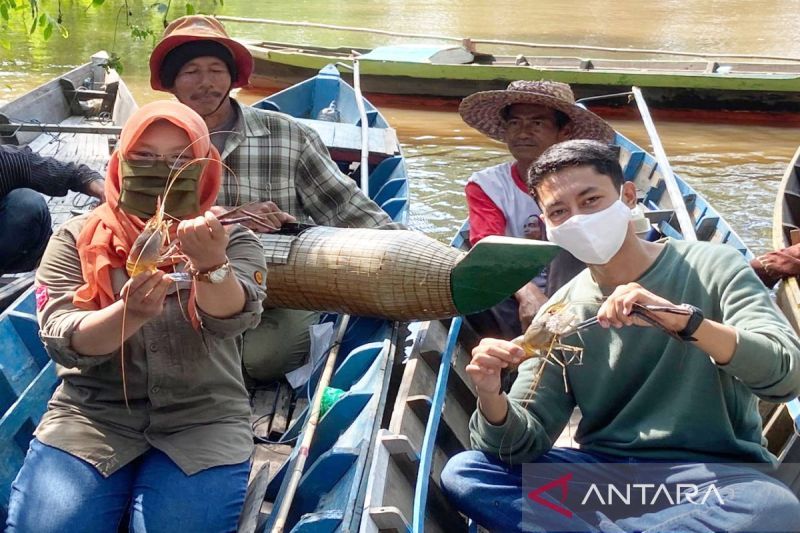 Ahli konservasi ULM tingkatkan populasi udang galah di perairan Barito