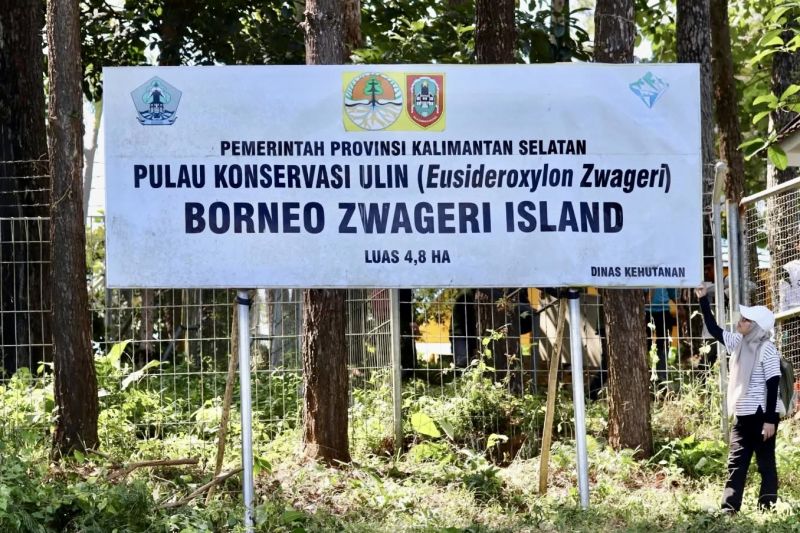 Dishut Kalsel lakukan pemeliharaan 3.000 Pohon Ulin di Tahura Sultan Adam