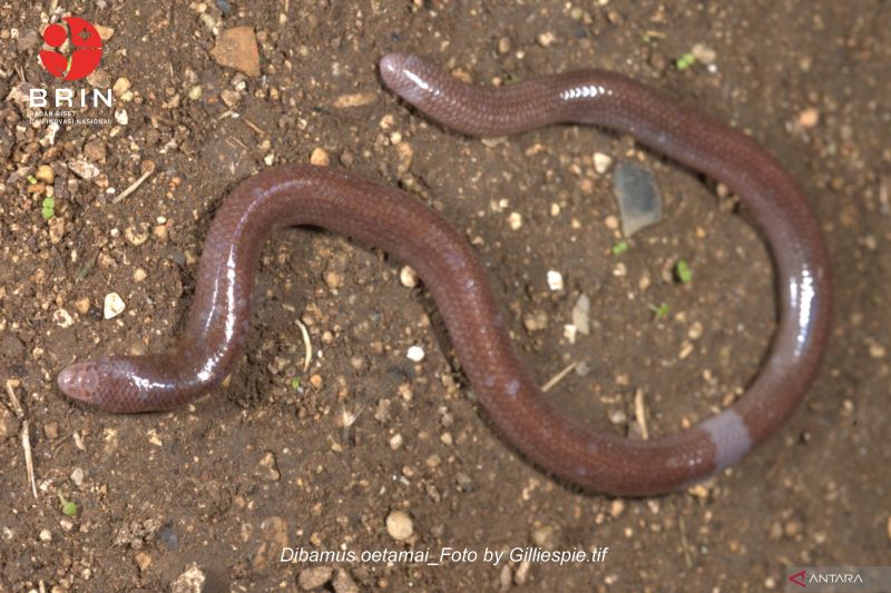 Spesies baru Kadal Buta dari Pulau Buton