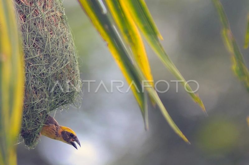 Pembuatan sarang burung Manyar tempua