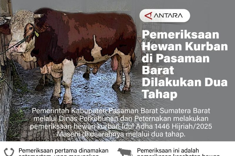 Pemeriksaan hewan kurban di Pasaman Barat dilakukan dua tahap