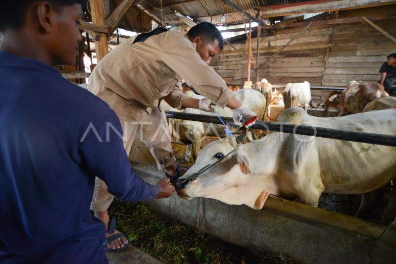 Pemeriksaan hewan kurban di Padang