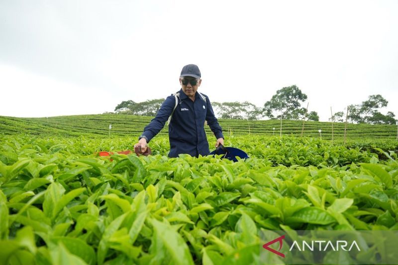 Hari teh internasional - Strategi PalmCo kembalikan kejayaan teh nasional