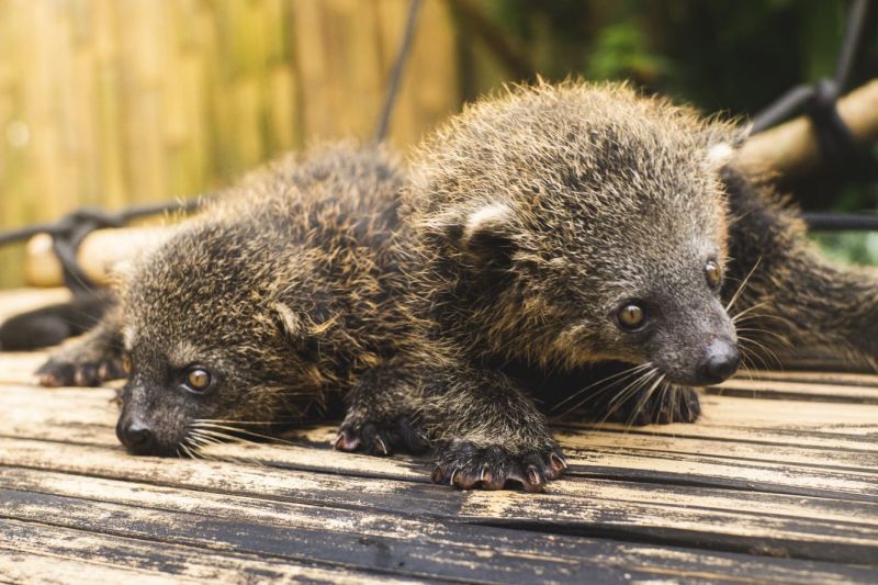 Dua bayi hewan binturong lahir di Bandung Zoo