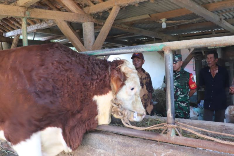 Distan Cirebon memastikan stok hewan kurban aman jelang Idul Adha