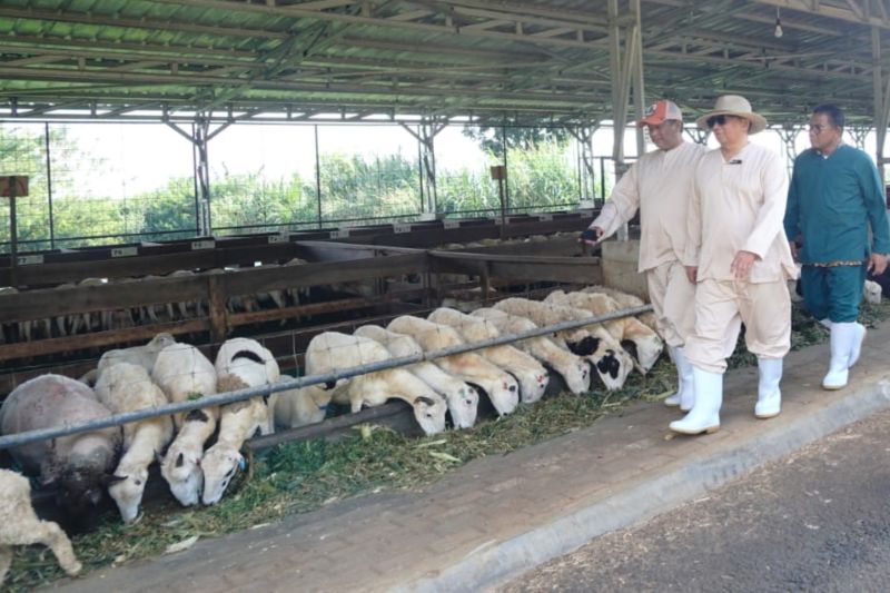 Diskannak Garut meningkatkan pengawasan hewan kurban dari luar daerah