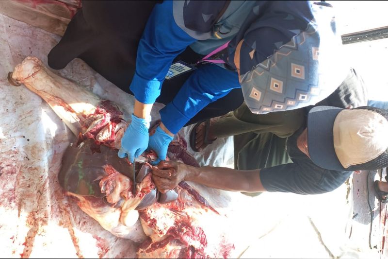 Diskannak Garut mengecek kondisi kelayakan hewan kurban usai penyembelihan