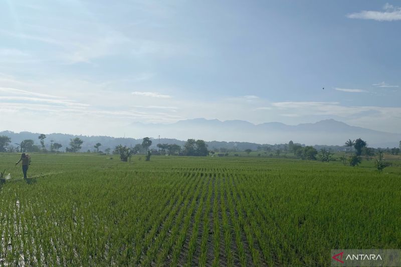 Pemkab Garut menargetkan produksi padi 816.860 ton pada 2025