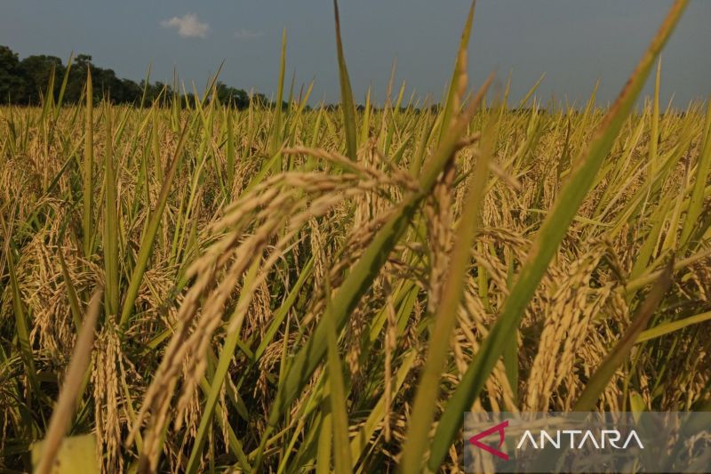 Bulog Indramayu sebut realisasi penyerapan panen melampaui target