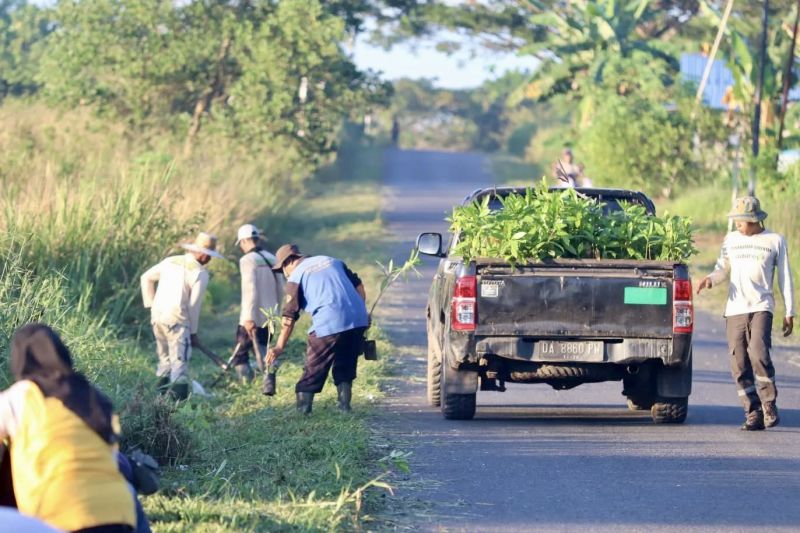 Kalsel tanam 1.000 bibit bintaro untuk reboisasi hutan di pusat perkantoran