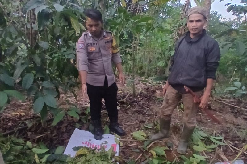 Polisi ringkus pencuri kopi siap panen yang meresahkan petani di Garut