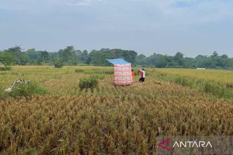 Bulog Cirebon melibatkan 160 mitra untuk serap gabah petani