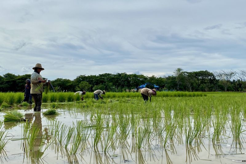 Tapin perluas areal tanam padi capai 12 ribu hektare