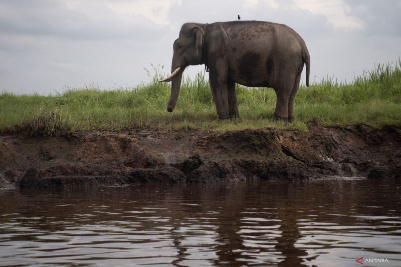 Gajah Sumatra di Suaka Margasatwa Padang Sugihan