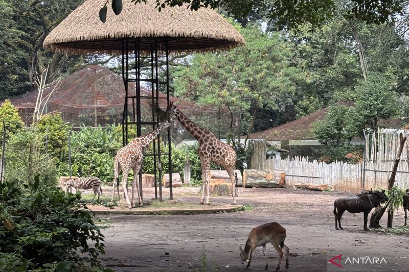 Konflik pengelolaan Bandung Zoo, Farhan minta Kemenhut turun tangan