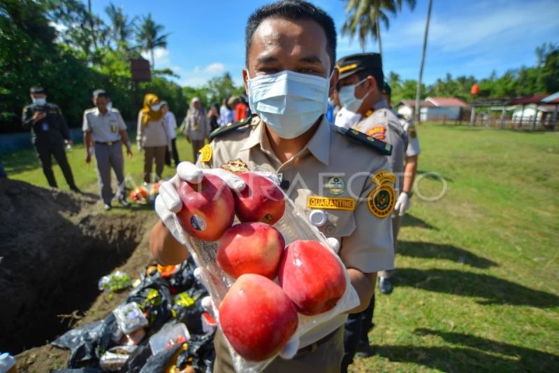 Pemusnahan media pembawa hama penyakit di Padang