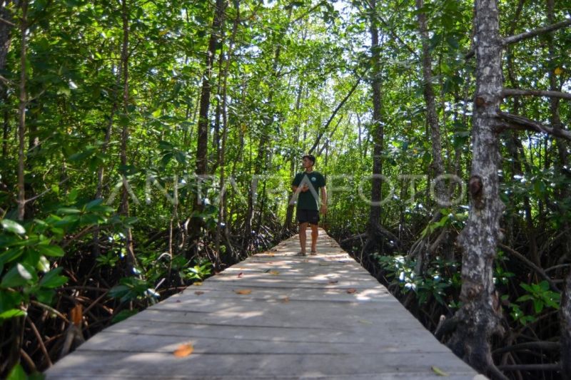 Potensi wisata mangrove Pulau Siberut Mentawai