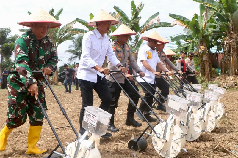 Pemkab Banjar tanam jagung serentak dukung ketahanan pangan
