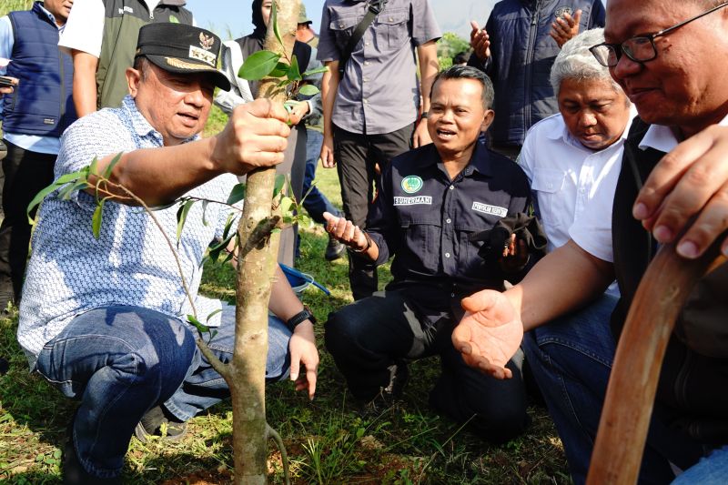 Pemkab Garut menanam pohon cegah bencana alam di kawasan Gunung Guntur