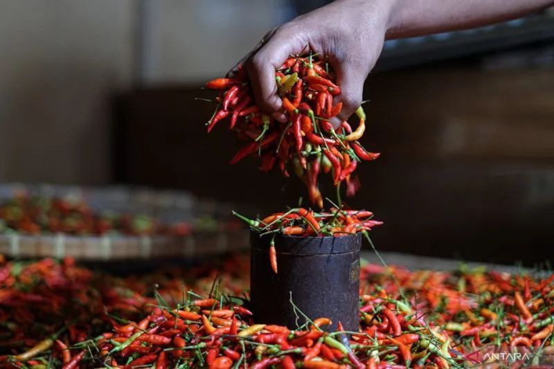Harga pangan hari ini:  cabai rawit Rp61.169/kg, bawang merah Rp42.494/kg