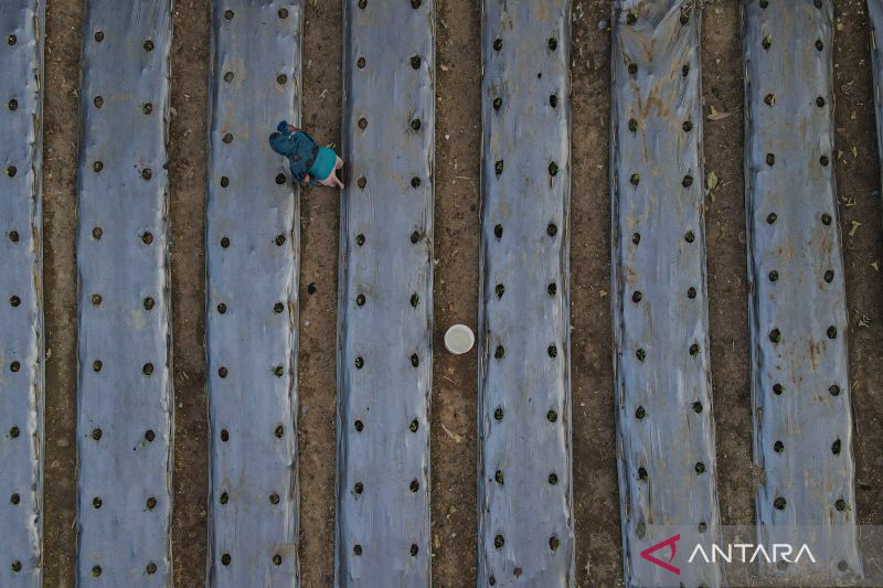 Pemkot Kendari siapkan lahan untuk pertanian perkotaan
