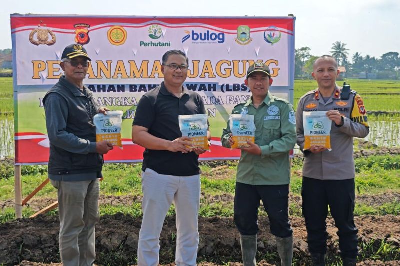 Polres Kuningan membantu pemda perluas areal tanam jagung hibrida