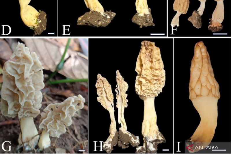 Spesies baru jamur morel ditemukan di Gunung Rinjani