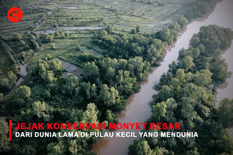 Feature - Jejak Konservasi Monyet Besar dari Dunia Lama di Pulau Kecil yang Mendunia Bagian 1