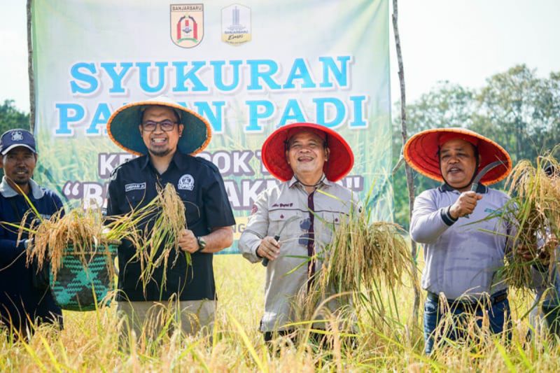 Banjarbaru successfully harvests 5.7 tons rice on limited land