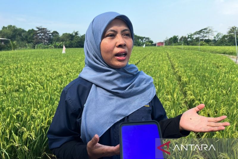 Bantuan pertanian tersalur Rp12 miliar di Kabupaten Cirebon