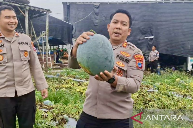 Polres Balangan panen semangka di lahan binaan seluas dua hektare