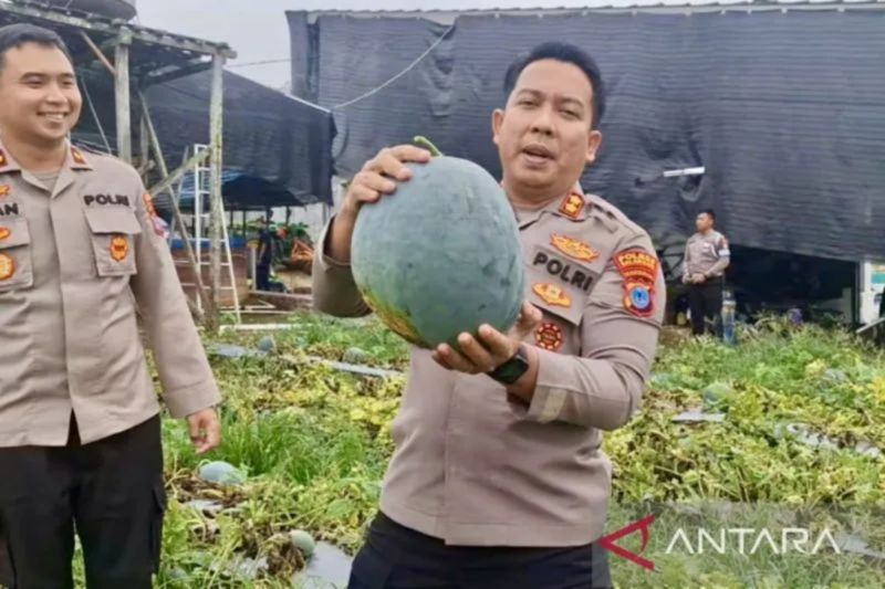 Balangan Police harvest watermelons to support Asta Cita program