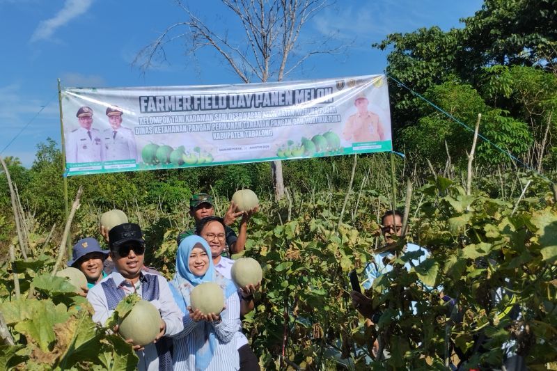 Kelompok petani Desa Kapar optimalkan lahan tidur untuk budidaya melon