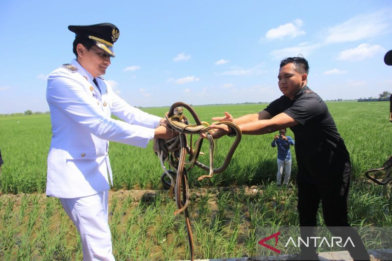 Bupati Indramayu lepaskan ular hingga burung hantu atasi hama tikus
