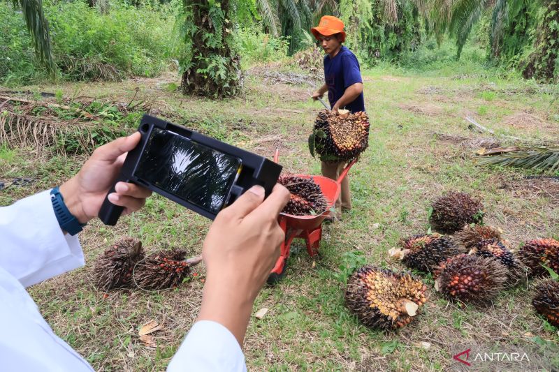 Sensor kematangan buah sawit hasil inovasi Unand