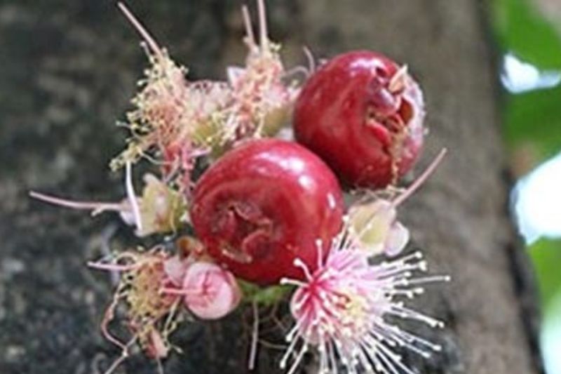 Tumbuhan baru endemik Sulawesi Tenggara ditemukan seiring HUT ke-80 RI