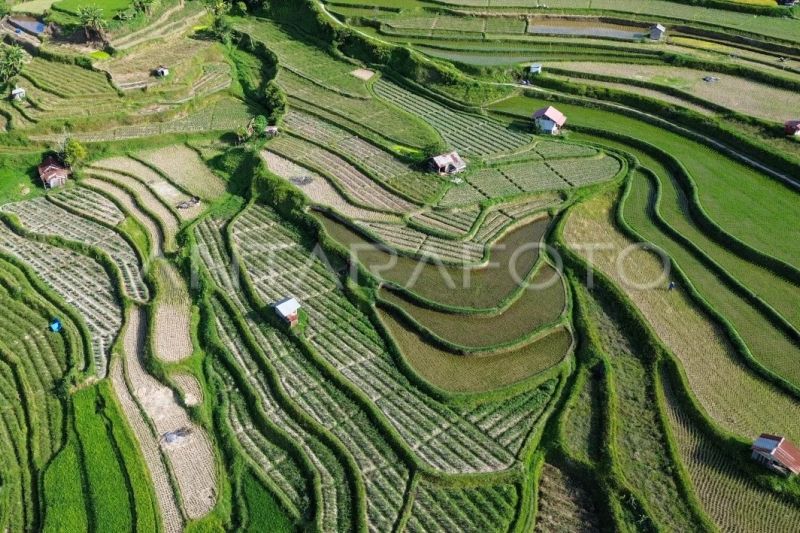 Proyeksi beras nasional surplus September 2025