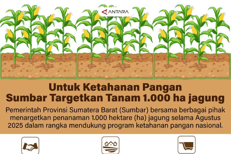 Untuk ketahanan pangan Sumbar targetkan tanam 1.000 ha jagung