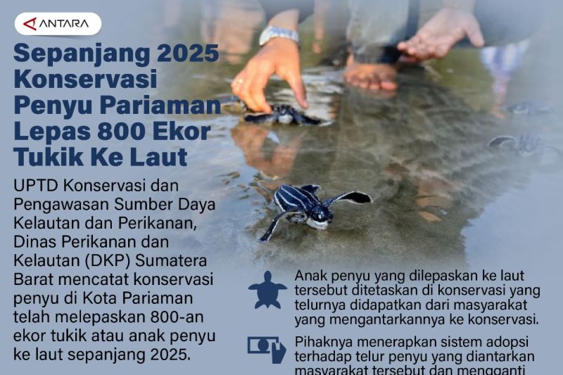 Sepanjang 2025 Konservasi penyu Pariaman lepas 800 ekor tukik ke laut
