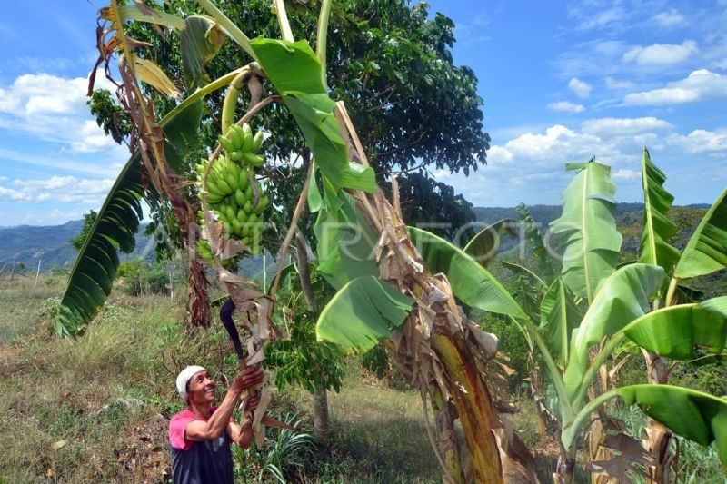 Rehabilitasi lahan pascatambang di Sawahlunto