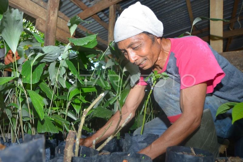 Rehabilitasi lahan pascatambang di Sawahlunto