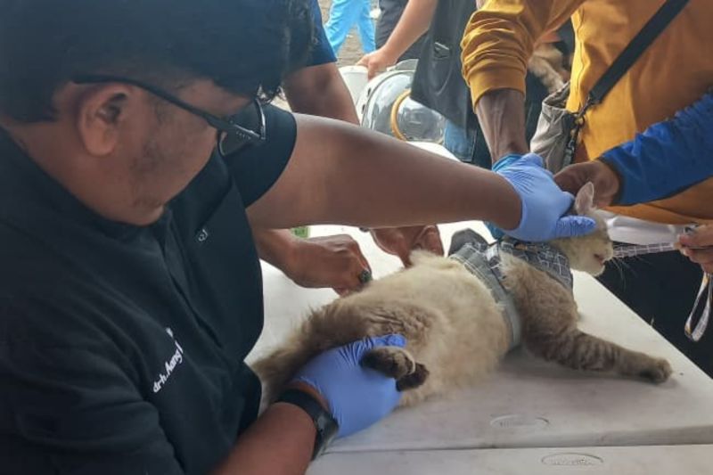 Garut turunkan tim kesehatan hewan untuk mengantisipasi rabies