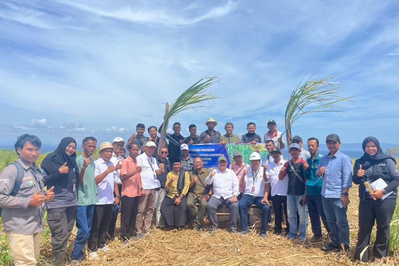 Kementan gulirkan program bongkar ratoon dan perluasan areal tebu ...