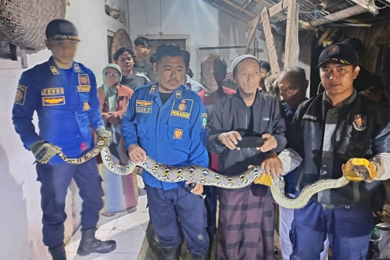 Damkar Kuningan menangani 122 laporan terkait hewan liar dan berbahaya