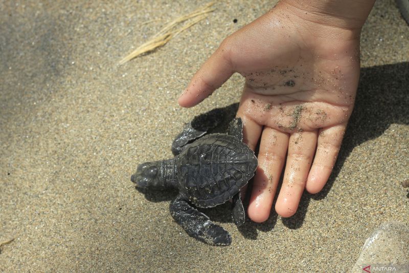 Pelepasliaran Tukik di Kupang