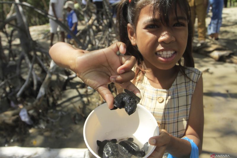 Pelepasliaran Tukik di Kupang