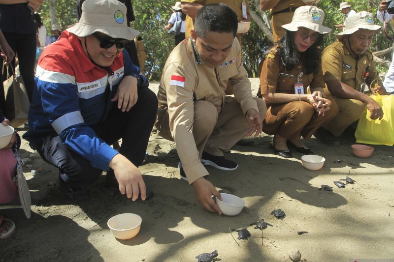 Pelepasliaran Tukik di Kupang