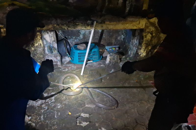 Damkar Kuningan mengimbau warga segera lapor jika temukan ular berbisa