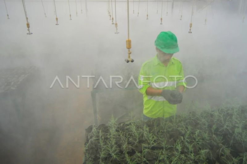 Pemulihan lahan pascatambang di Pulau Obi