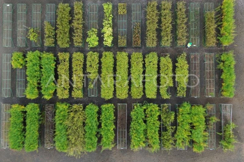 Pemulihan lahan pascatambang di Pulau Obi